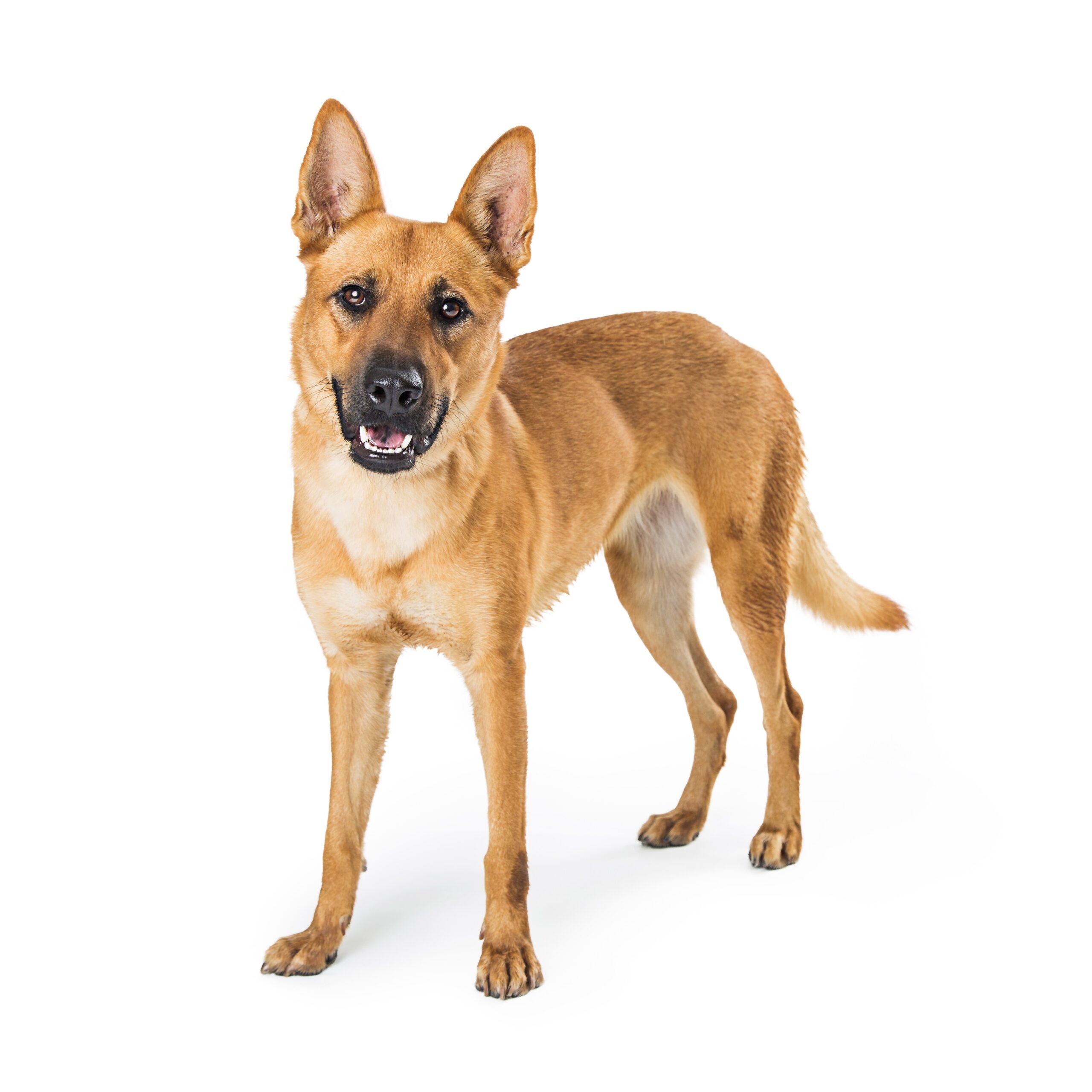 Carolina Dog - Dog Breeds - PawBlog - FunkyPaw