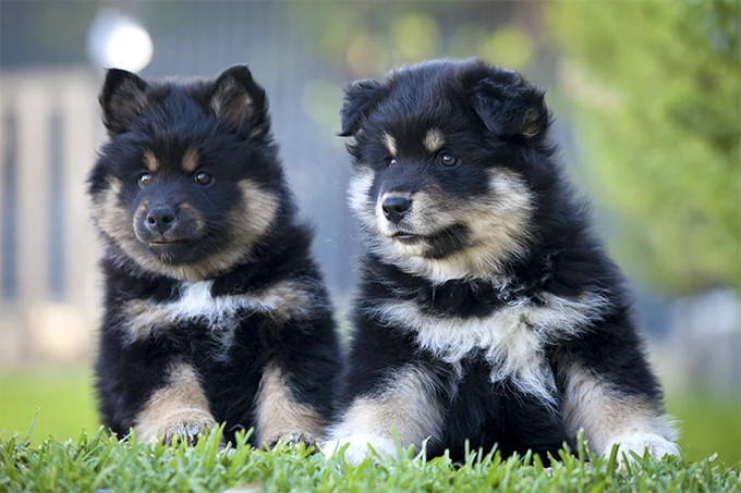 are finnish lapphunds easy to train