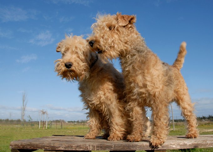 Lakeland best sale terrier shedding