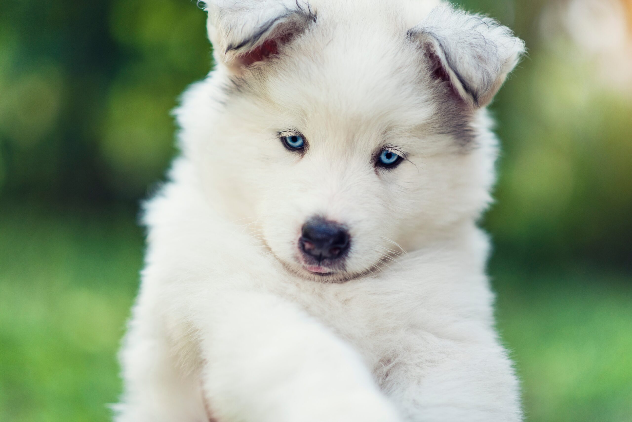 Samusky - Dog Breeds - PawBlog - FunkyPaw